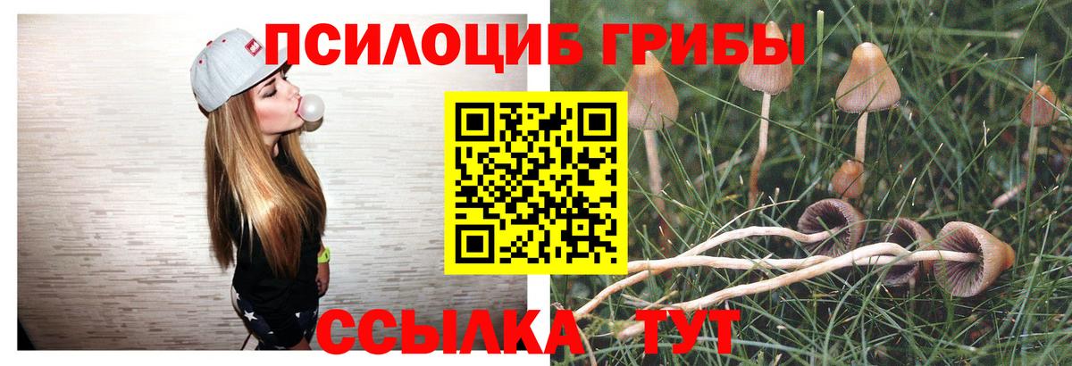 Сунжа  Псилоцибиновые грибы Psilocybe  Вход с VPN 